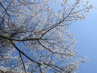 近くの桜の花
