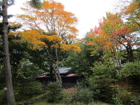 浅間神社の紅葉