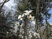 コブシの白い花