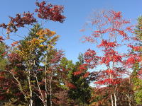 秋の敷地の紅葉