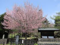 追分宿・高札場-桜の花