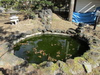 小さな人工の池(鯉がいます)
