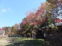敷地の様子-秋の紅葉-