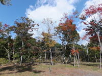 秋の敷地の紅葉