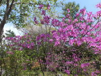 新緑のコモンスペース-山桜とツツジが咲いています-